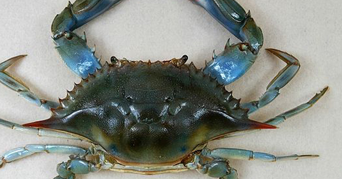 Il granchio blu: la specie aliena che mette a rischio i nostri mari