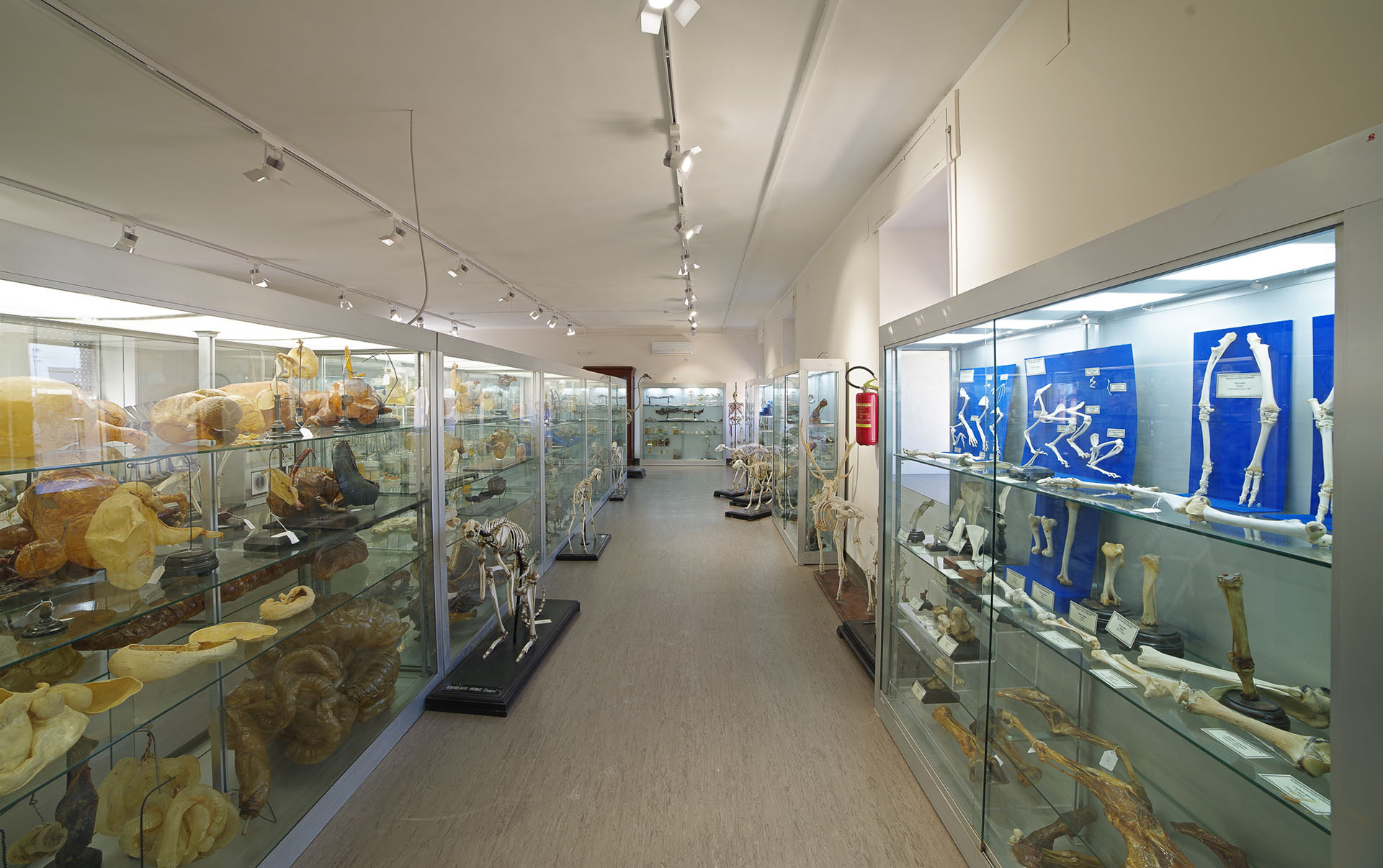 Il Museo di Anatomia Veterinaria del Dipartimento di Medicina Veterinaria e Produzioni Animali