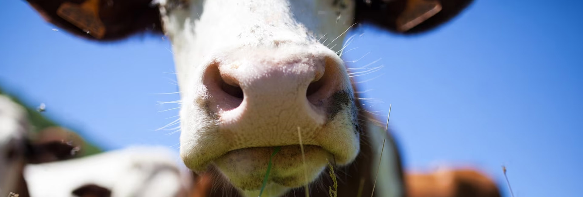 Un sottoprodotto del latte di bufala potrebbe ridurre il rischio di cancro del colon-retto